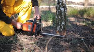Best Tree Cabling and Bracing  in Cana, VA