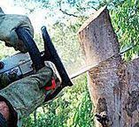  Cana, VA Tree Services Pros