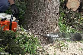 Trusted Cana, VA Tree Services Experts