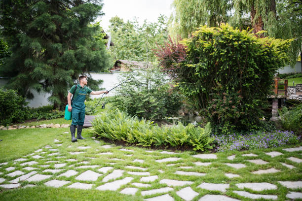 Best Lawn Disease Treatment  in Cana, VA