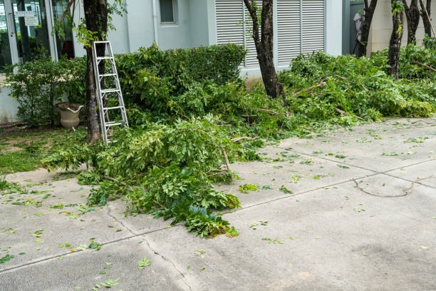 Best Tree Risk Assessment  in Cana, VA