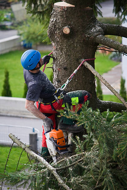 Best Lawn Drainage Solutions  in Cana, VA